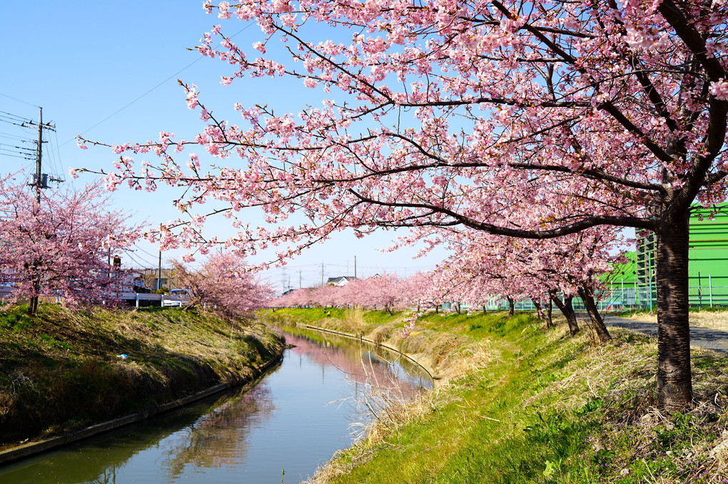 満開　河津桜