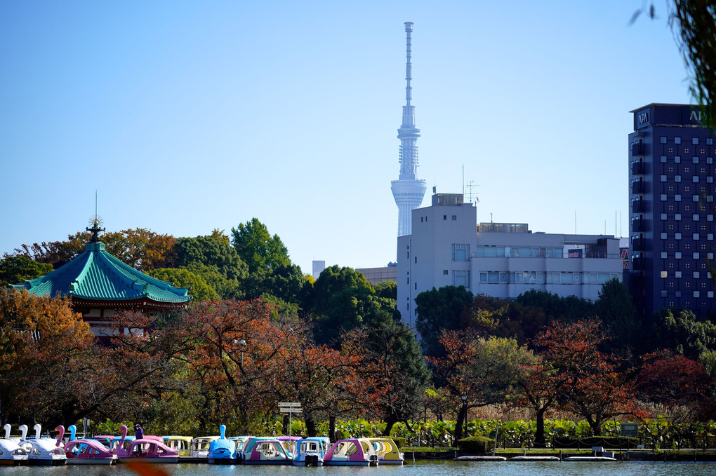 上野の秋