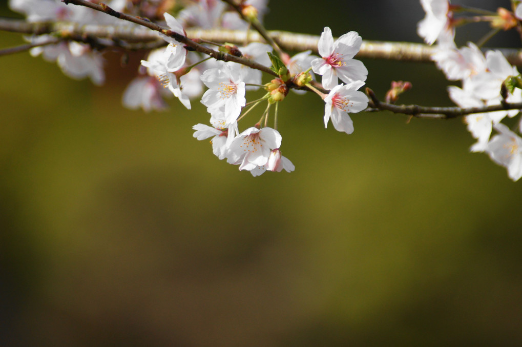 桜