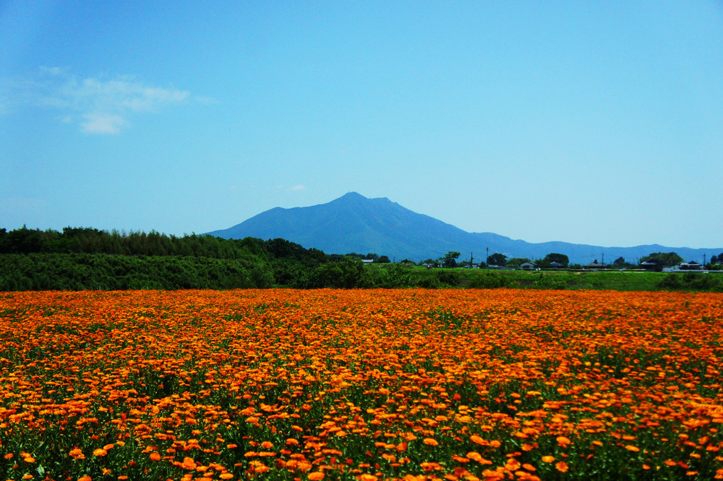 お花畑と筑波山
