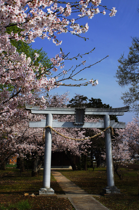 道草桜