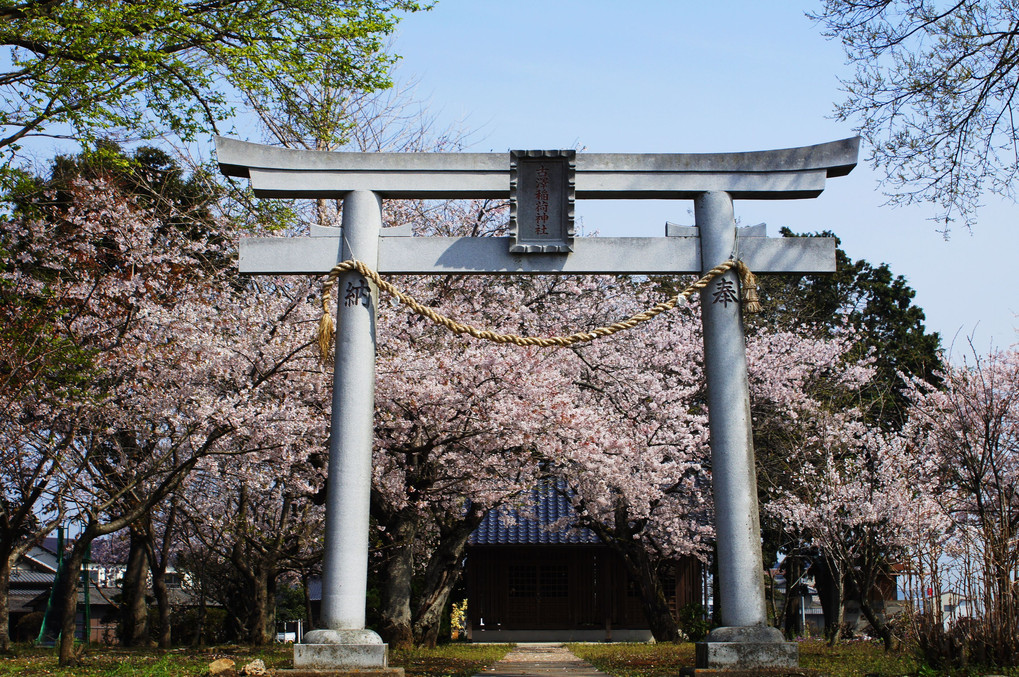 道草桜