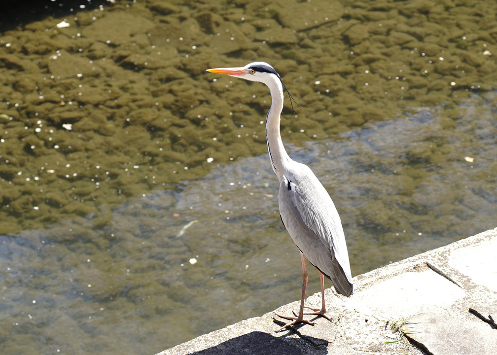 鳥たちの春