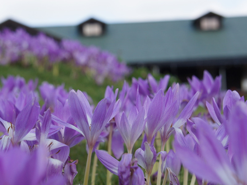 紫の花コルチカム