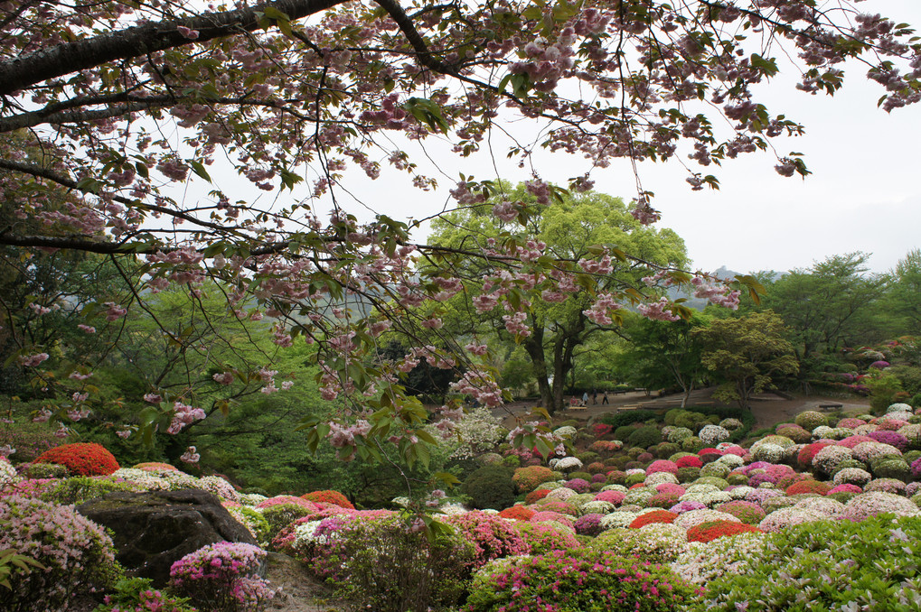 つつじの花壇と八重桜