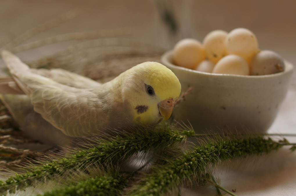 セキセインコと謎のタマゴ