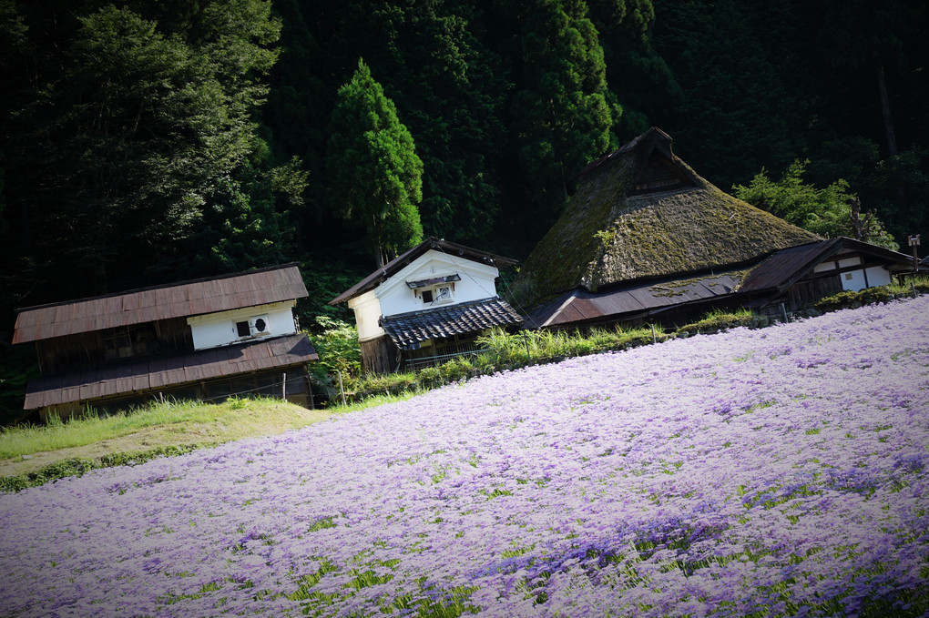 京都の山里に紫の絨毯