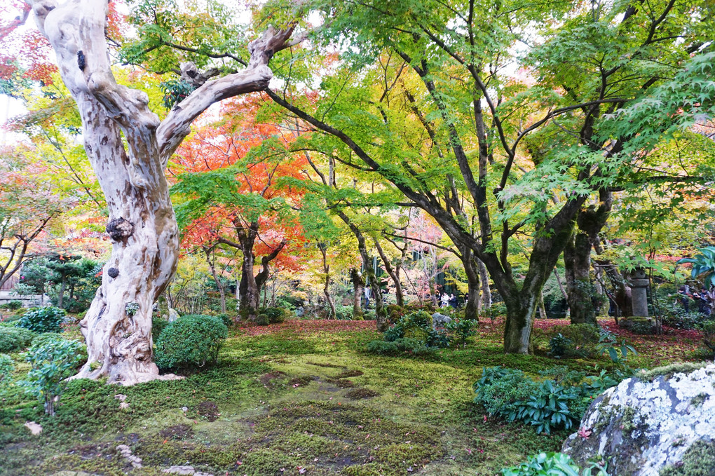 秋色の庭園