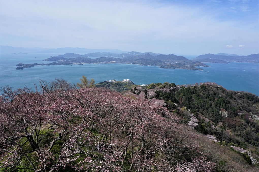 しまなみ海道 桜巡り ～岩城島～