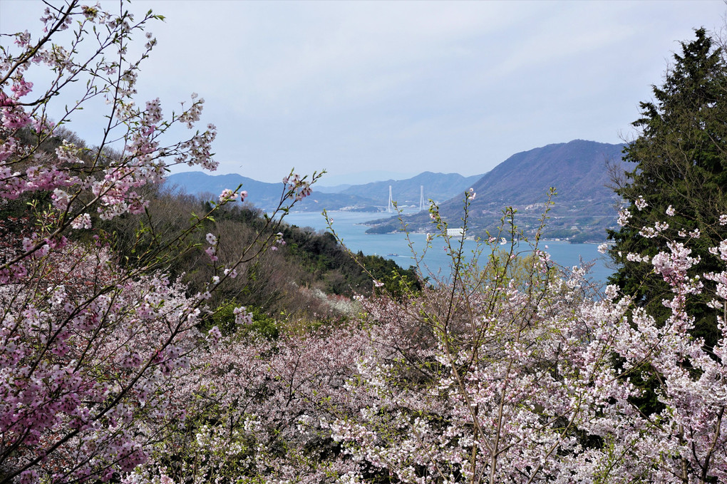 しまなみ海道 桜巡り ～岩城島～