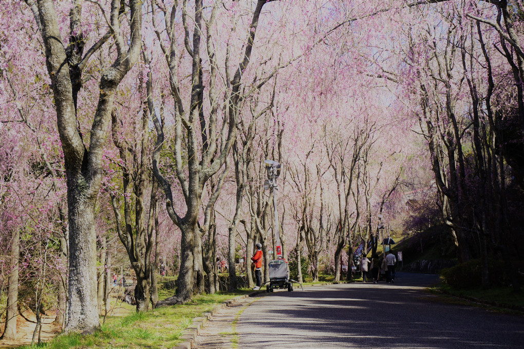 しだれ桜の並木路