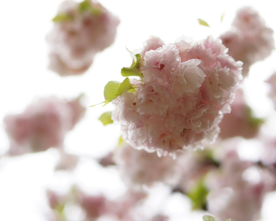 空にふわふわ”桜雲”