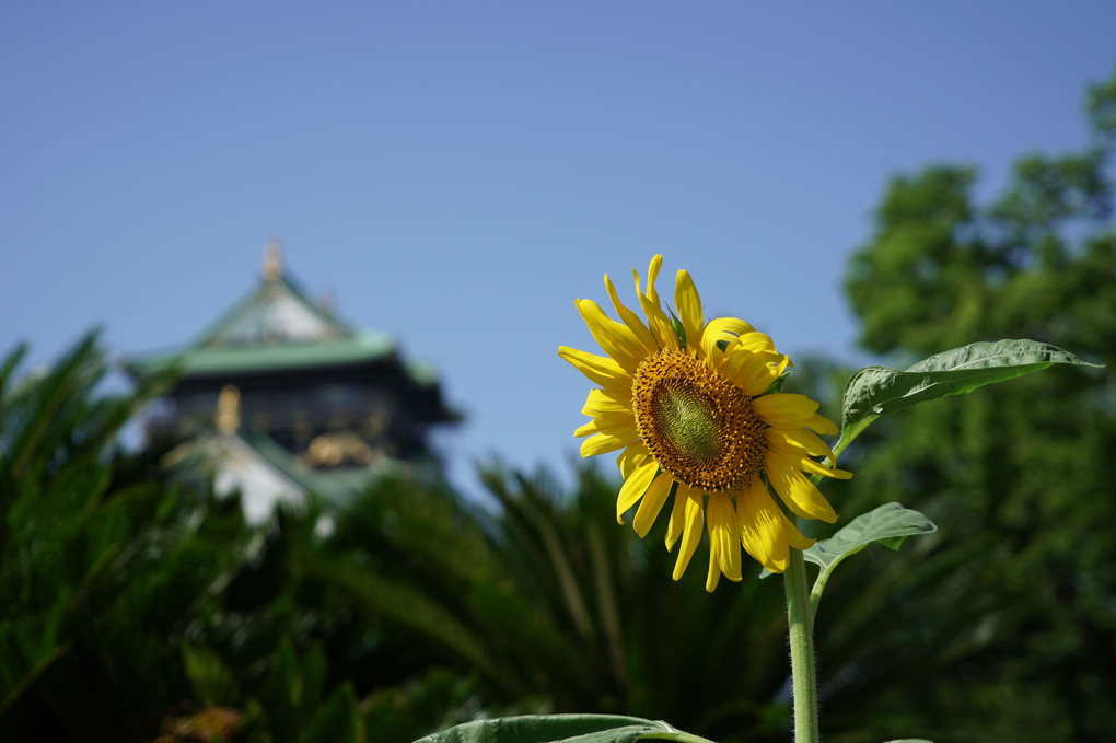 夏の終わりの向日葵