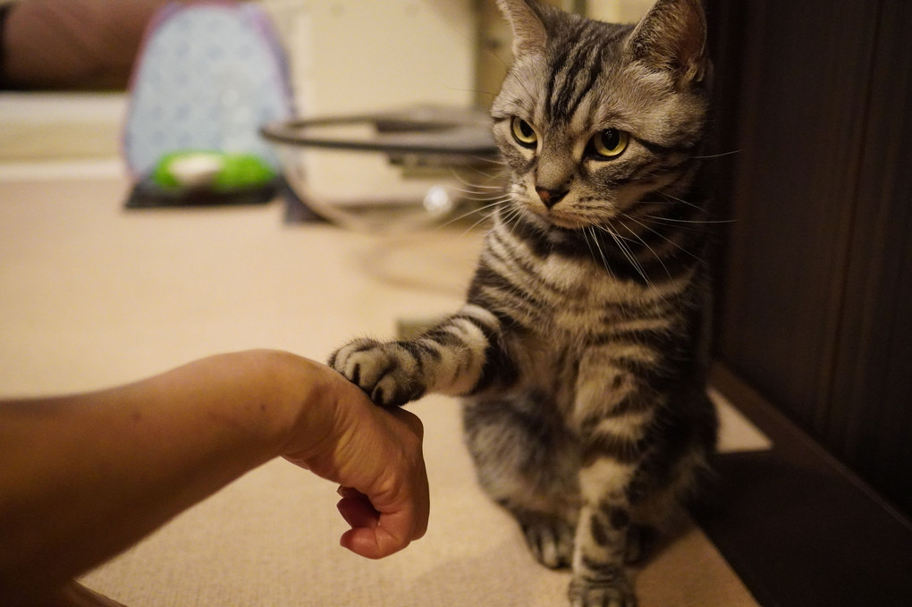 猫手をポンっ