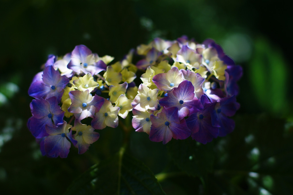 「ガラスの森」の「紫陽花」