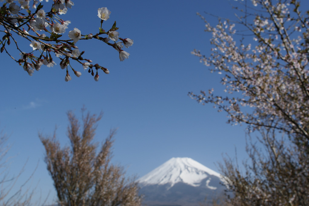 越前岳から望む富士山
