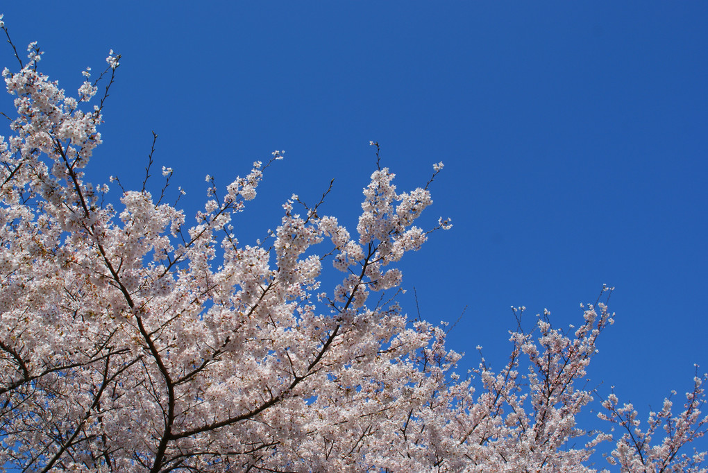 2012年 桜