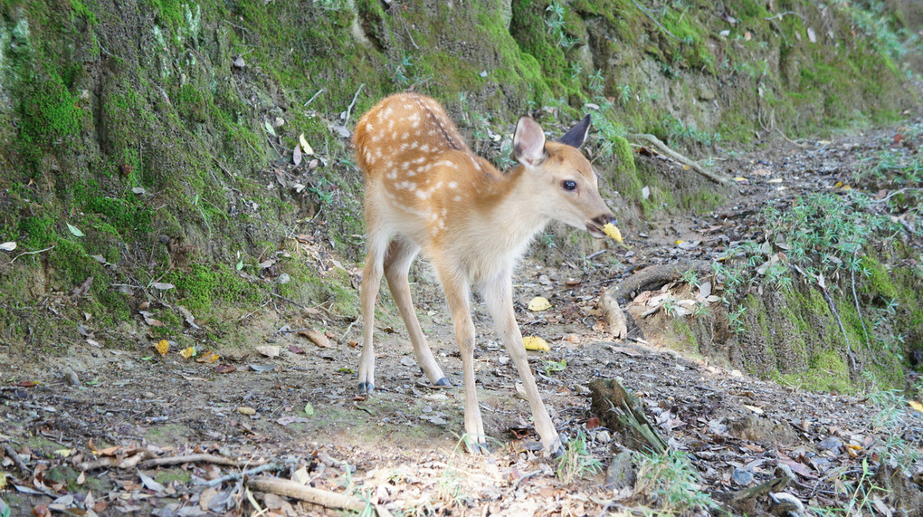 奈良公園の鹿