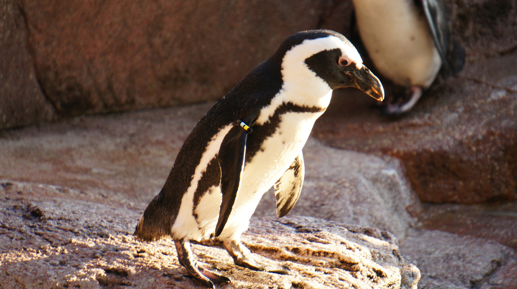 京都水族館 ケープペンギン
