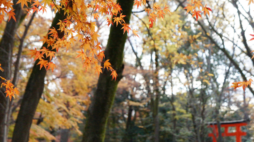 下鴨神社　糺の森