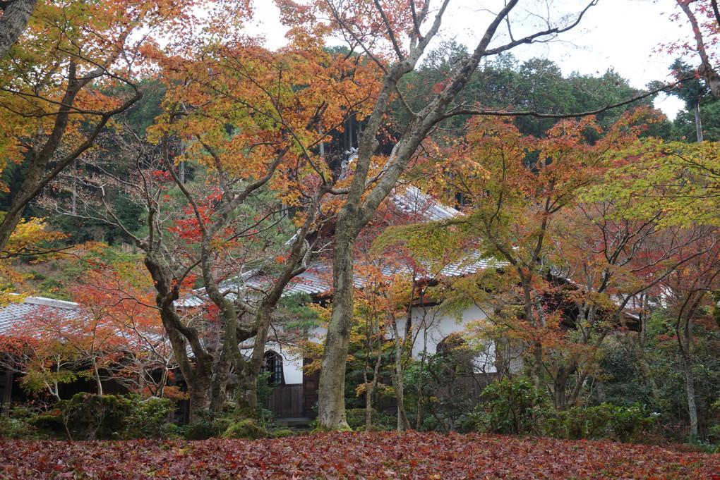 京都の紅葉 2015