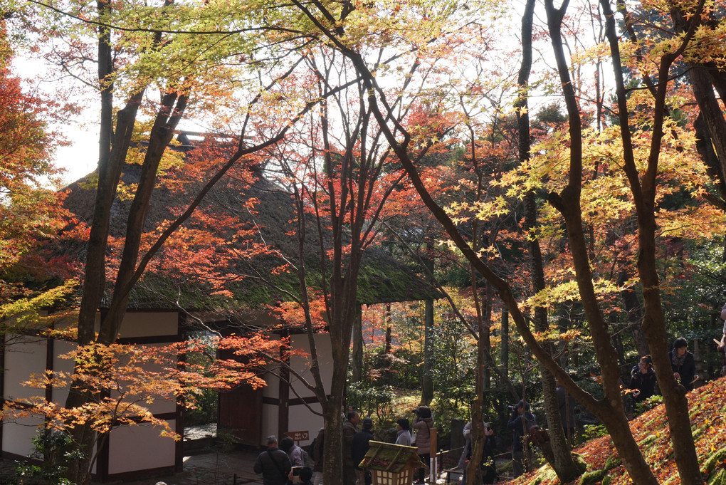 京都の紅葉 2015