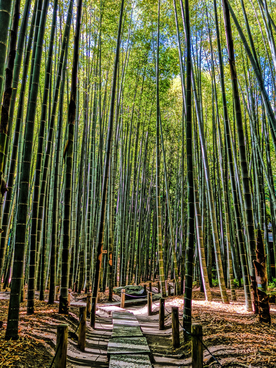 Attraverso la foresta di bambù