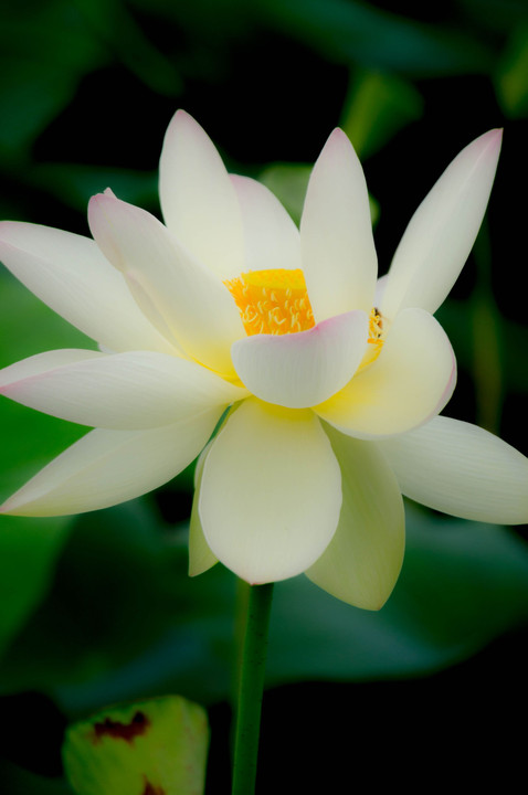 Lotus fleurissent en Juillet