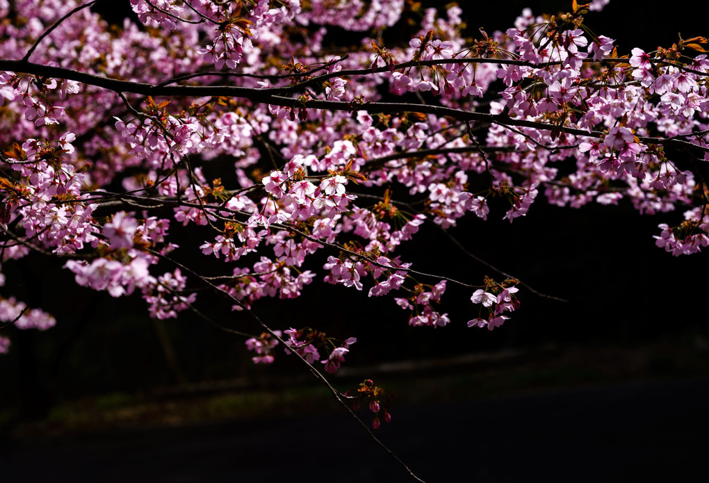 桜