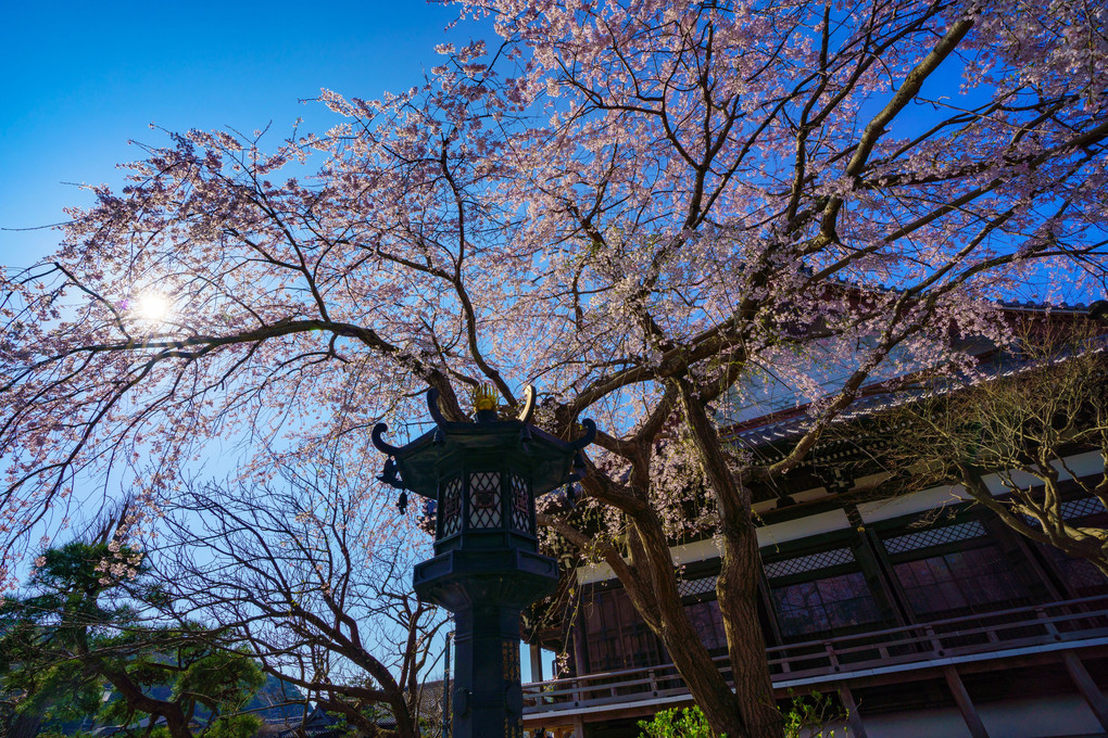 本覚寺の春
