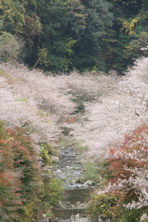 渓流に咲く冬桜