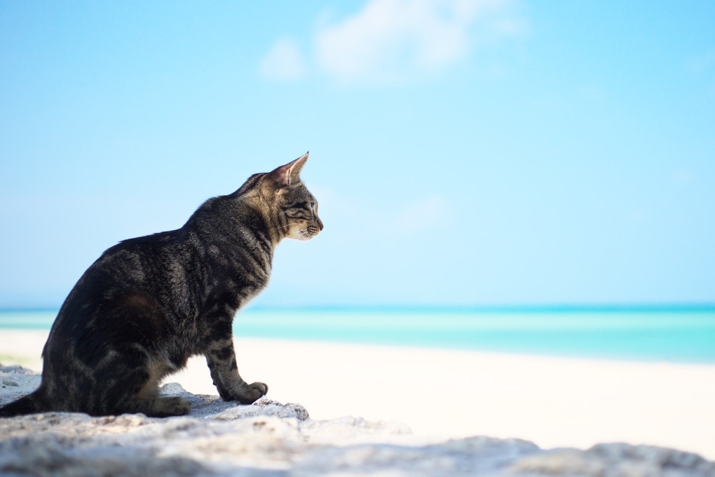 楽園猫は海を見つめる
