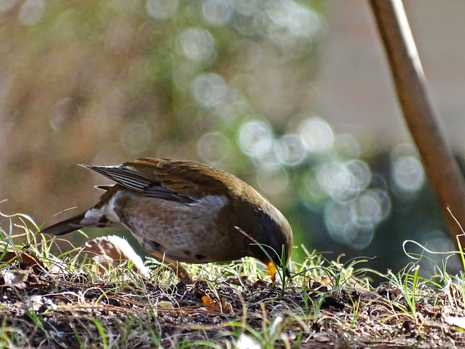 食事に夢中の シロハラ ちゃん　＊DSC-HX400V