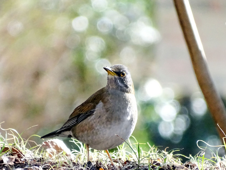 食事に夢中の シロハラ ちゃん　＊DSC-HX400V