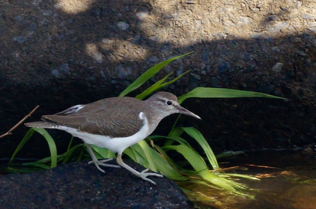 今日の鳥さん達