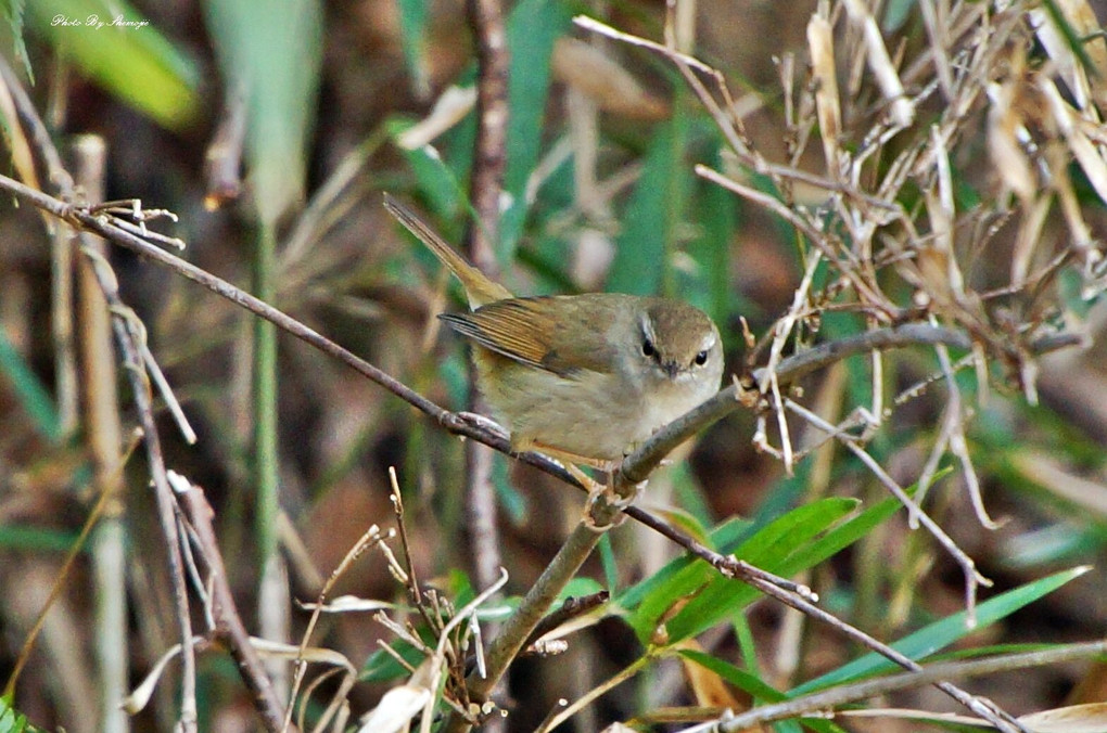 シロハラちゃんが餌を物色中・・・