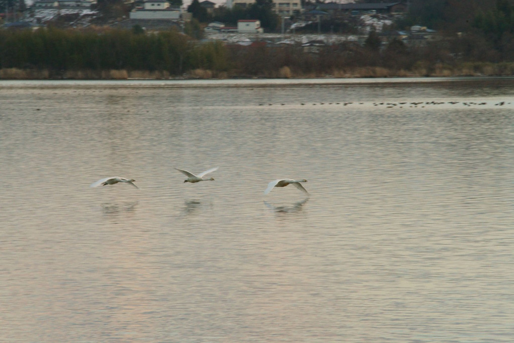 伊豆沼の白鳥たち