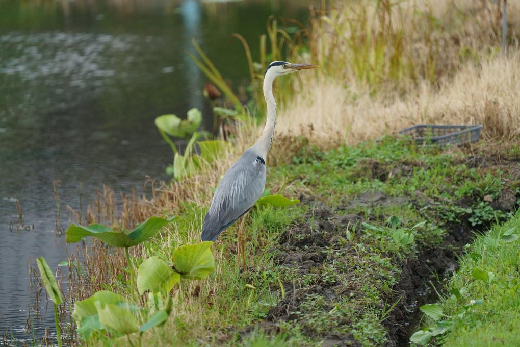 ハス田の鳥たち