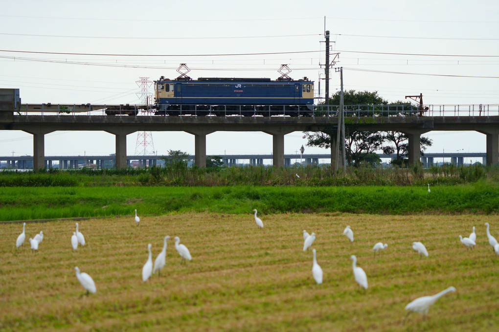 シラサギ＆JR