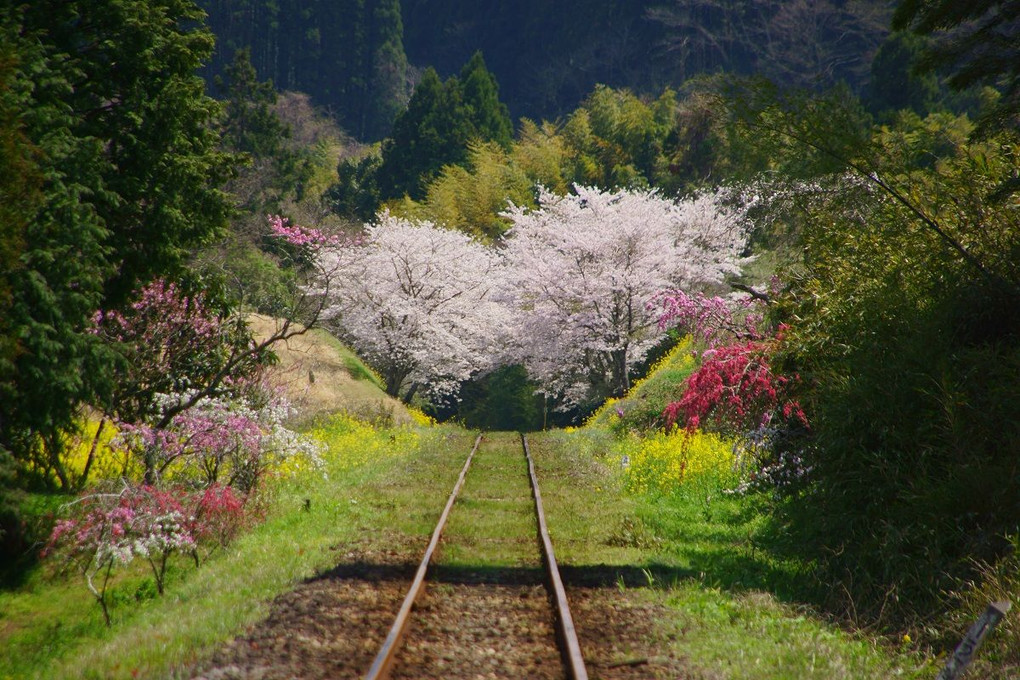 里山、桜咲く