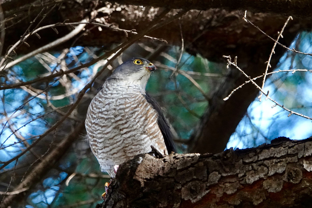 ツミの朝食（不気味）