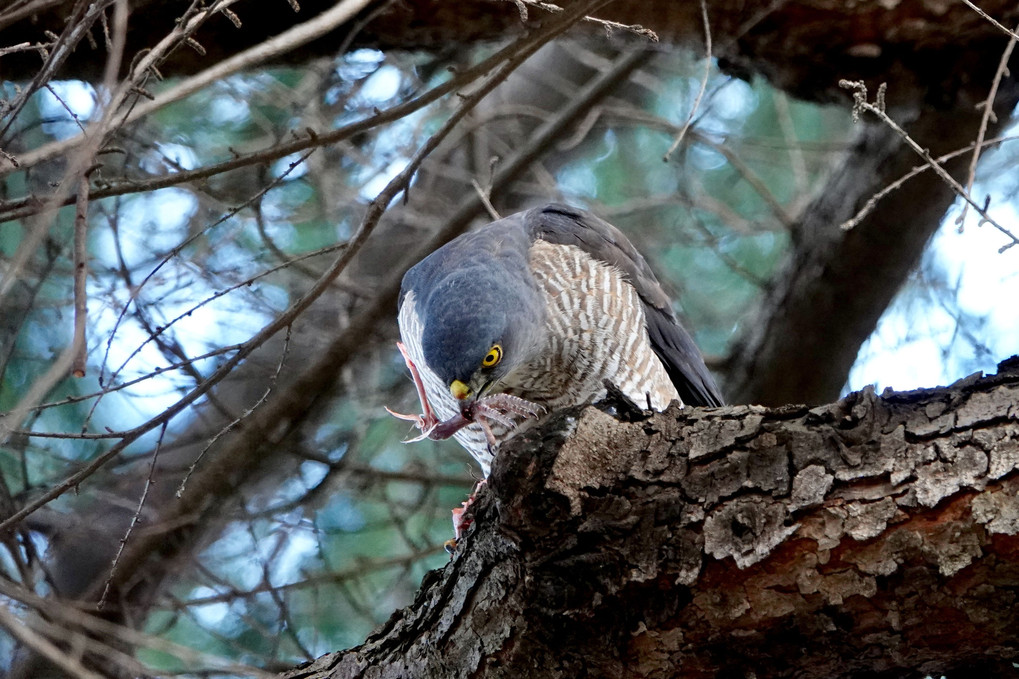 ツミの朝食（不気味）