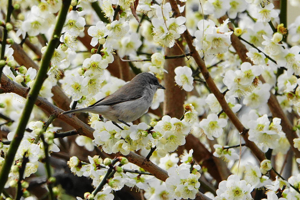 迷鳥　コノドジロ ムシクイ