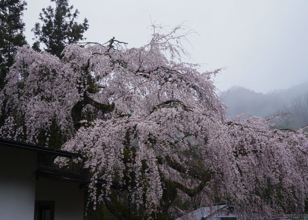 桜雨４