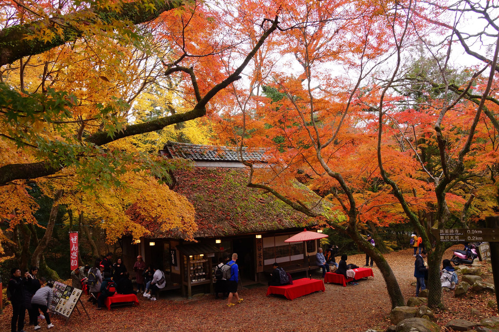 紅葉に囲まれた「水谷茶屋」