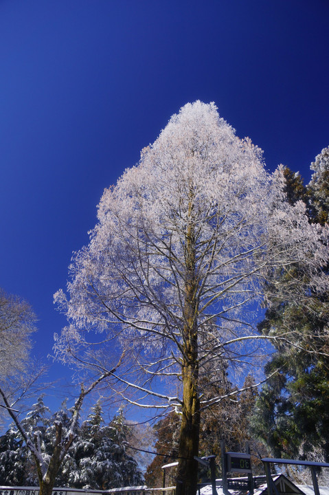青空に霧氷の樹木
