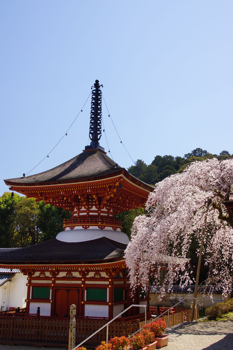 多宝塔と枝垂桜