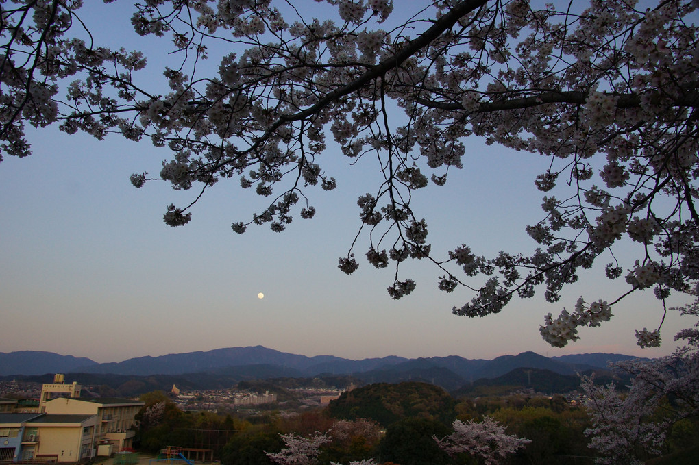 金剛山上に登る満月～桜越しに