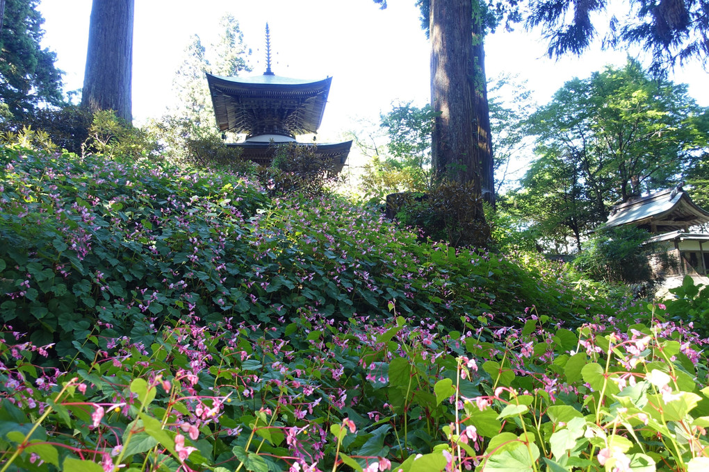 秋海棠の咲く寺