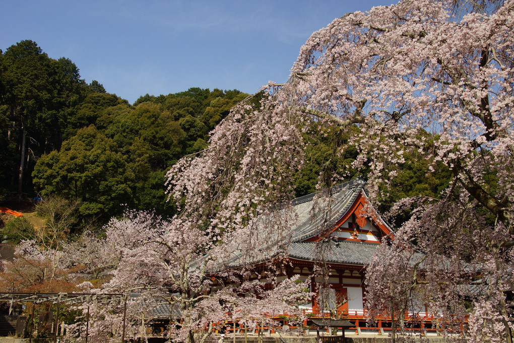 金剛寺の垂桜